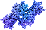 Tetramer dissociates into monomers
