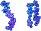 Monomers Misfold And Aggregate Into Amyloid Fibrils