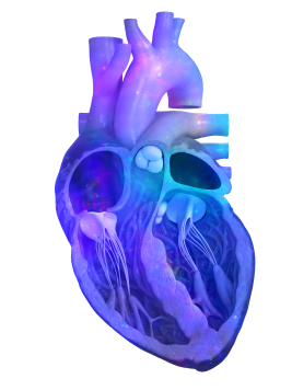 Heart